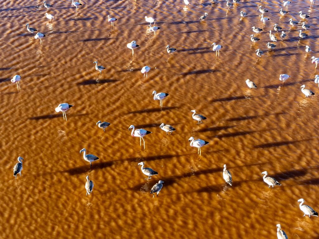 Laguna Colorada