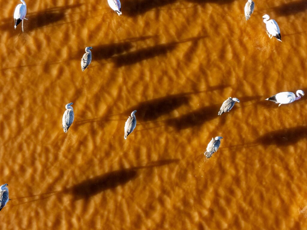 Laguna Colorada