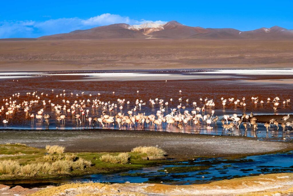 Laguna Colorada